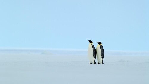 birds1_1016.jpg