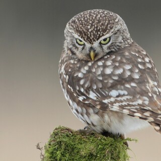 birds1_1017