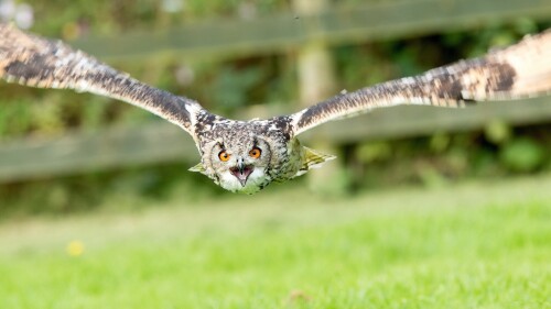 birds1_1022.jpg
