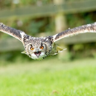 birds1_1022