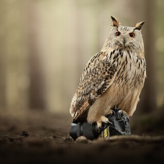 birds1_1048