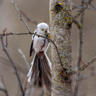 birds1_1074