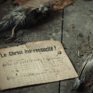 birds1_1076
