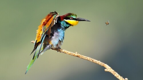birds1_1080.jpg