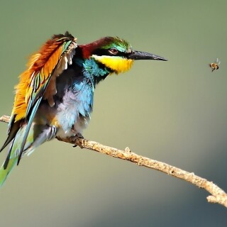 birds1_1080