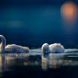 birds1_1081