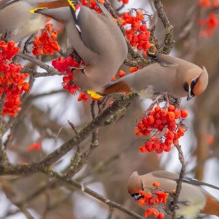 birds1_1117