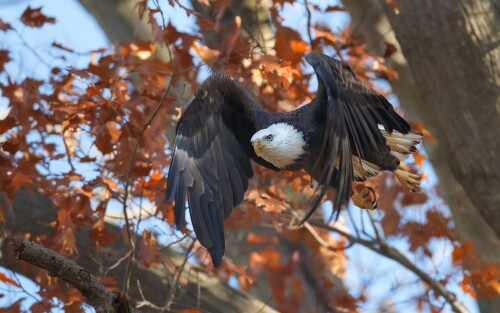 birds1_1120.jpg