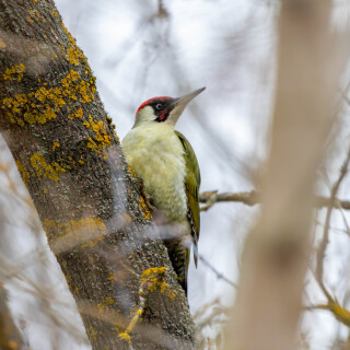 birds1_1132