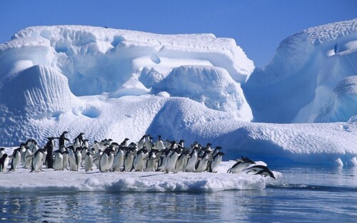 birds1_1148.jpg