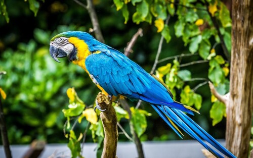 birds1_1149.jpg
