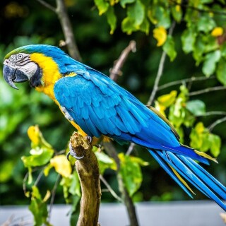birds1_1149