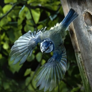 birds1_1151