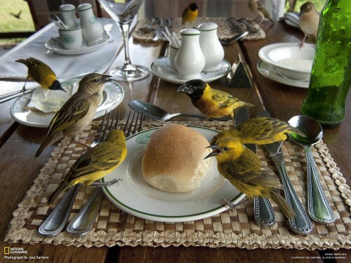 birds1_1163.jpg