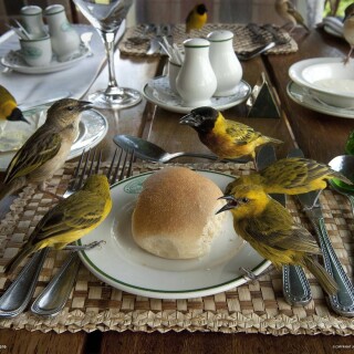 birds1_1163
