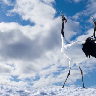 birds1_1168