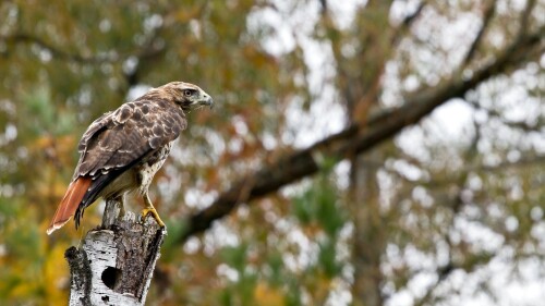 birds1_1173.jpg