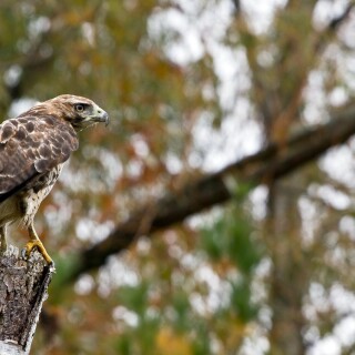 birds1_1173