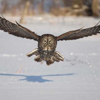 birds1_1182