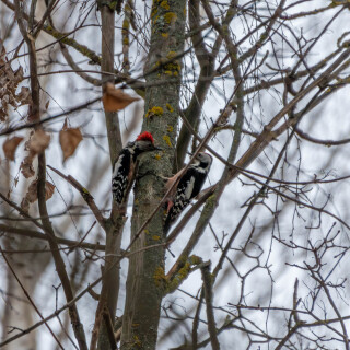 birds1_1194
