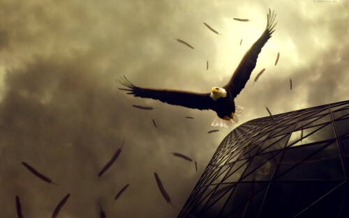 birds1_1203.jpg