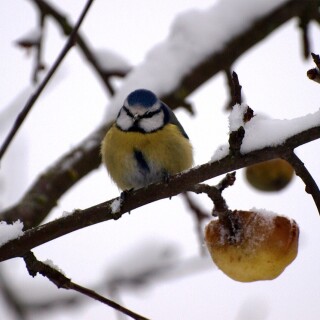 birds1_1220