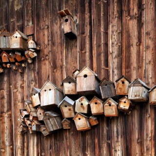 birds1_1240