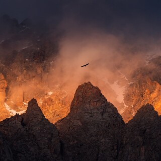 birds1_1241