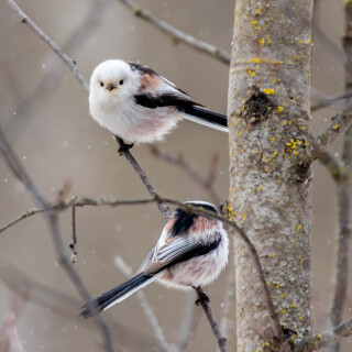 birds1_1244