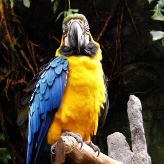 birds1_1268