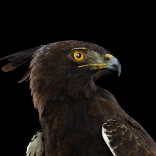 birds1_1272