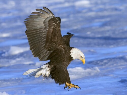 birds1_1285.jpg