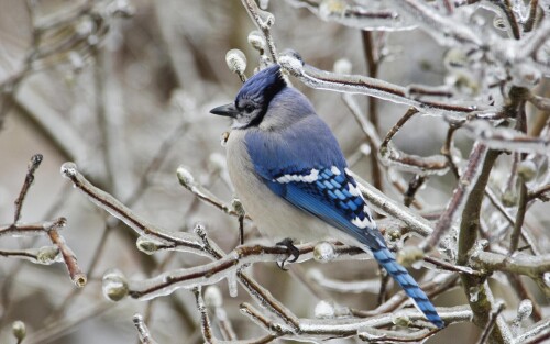 birds1_1302.jpg