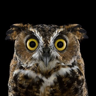 birds1_1311