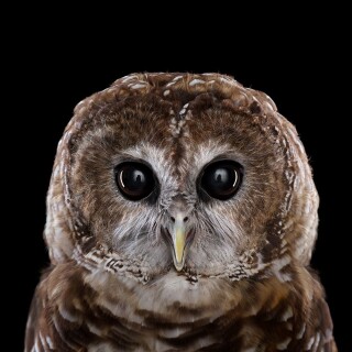 birds1_1313