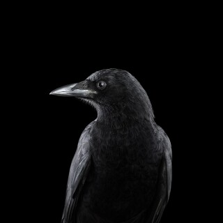 birds1_1314