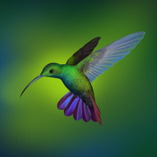 birds1_1316