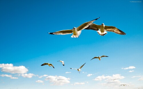 birds1_1322.jpg