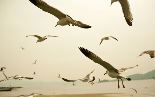 birds1_1329.jpg