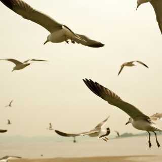 birds1_1329