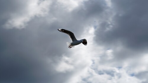 birds1_1337.jpg