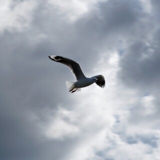birds1_1337