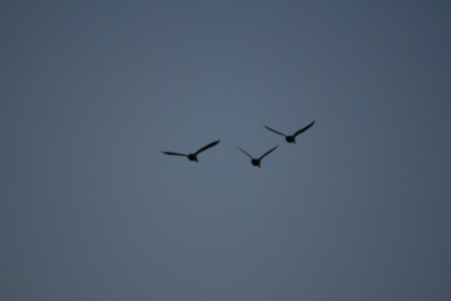 birds1_1340.jpg