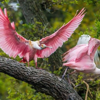 birds1_1352