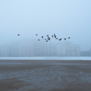 birds1_1353
