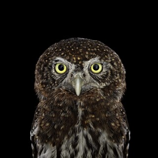 birds1_1365