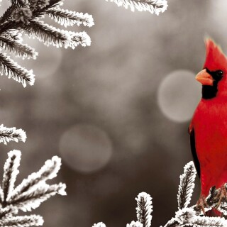 birds1_1371
