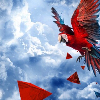 birds1_1377