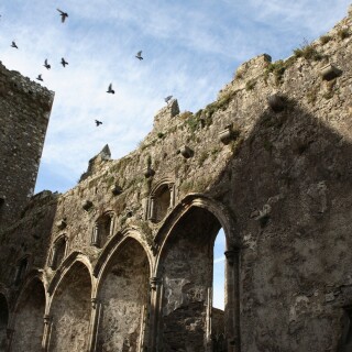 birds1_1382