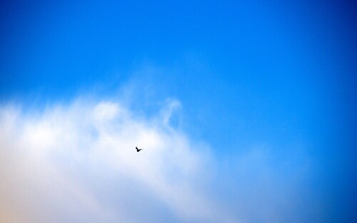 birds1_1395.jpg